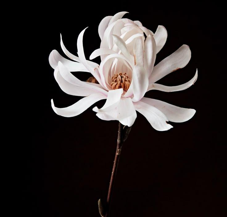 Eternal Embrace: Timeless Love Bouquet